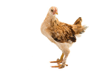 chickens