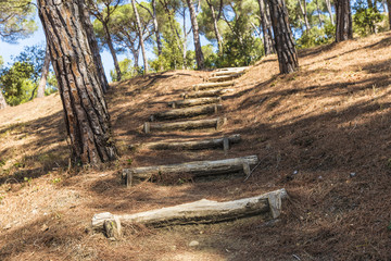 Mediterranean forest