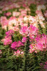 Pink and white Spider flower(Cleome hassleriana) blooming in the