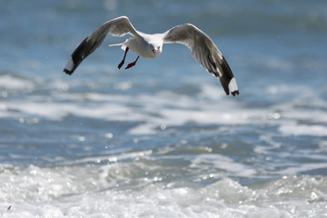 Seagull fly around
