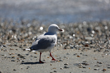 Seagull walk around