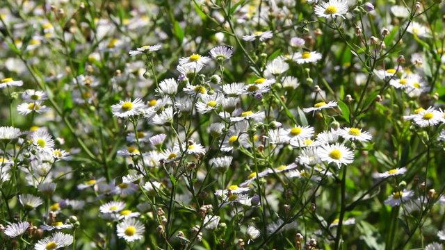 Feinstrahl (Erigeron annuus)