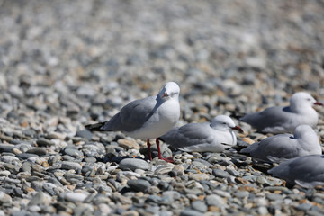 Seagull lay at the beach front