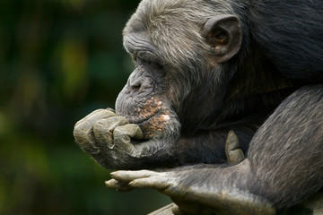 Fototapeta na wymiar Chimpansee denkt na.