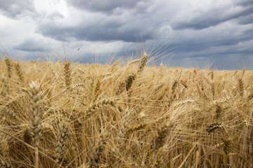 field before harvest