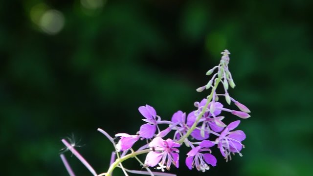 Schmalbl&auml;ttriges Weidenr&ouml;schen (Epilobium angustifolium) 
