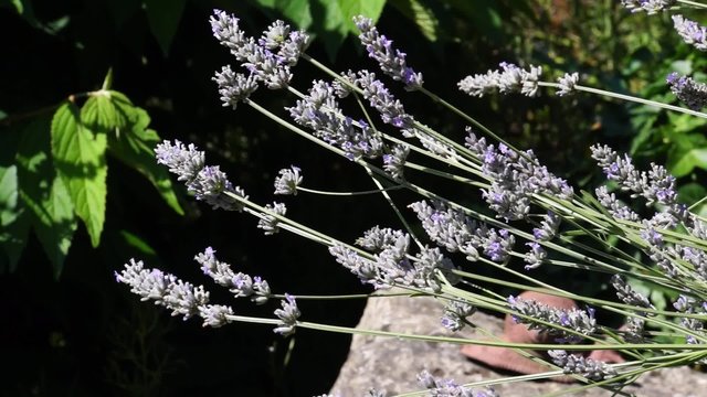 bl&uuml;hender Lavendel im Garten