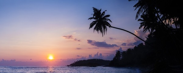Palm tree at sunset on tropical Mirissa Beach, South Coast of Sri Lanka, Southern Province, Sri Lanka