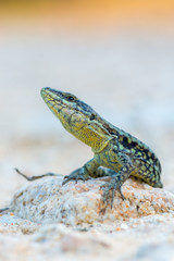 The common wall lizard - Podarcis muralis
