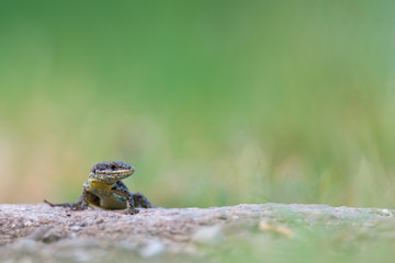 The common wall lizard - Podarcis muralis