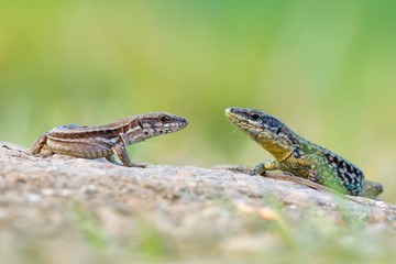 Naklejka premium The common wall lizard - Podarcis muralis