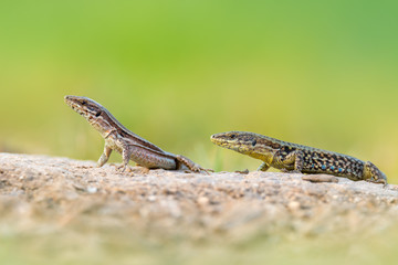 Naklejka premium The common wall lizard - Podarcis muralis