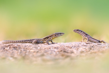 The common wall lizard - Podarcis muralis