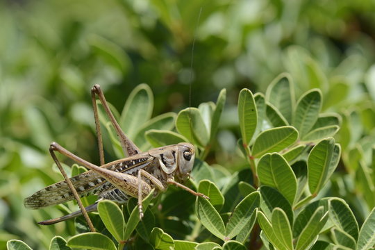 Female white-faced wartbiter bush cricket (Decticus albifrons), in a bush, Crete, Greece
