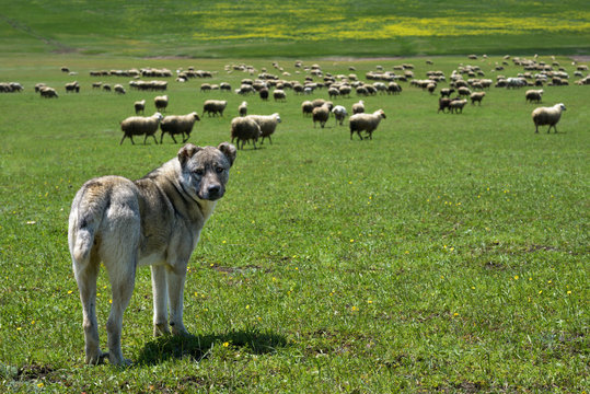 Herding Dog Guarding  Large Flock Of Sheep