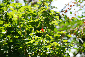 Johannisbeeren / Die reifen roten Beeren der Johannisbeere.