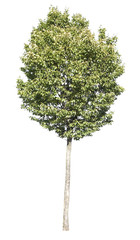 Tree with clipping path for architectural renderings and visualisations.