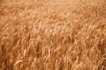 Gold wheat field