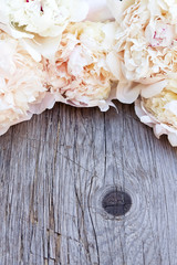 Splendid white pink peonies flowers on wooden planks
