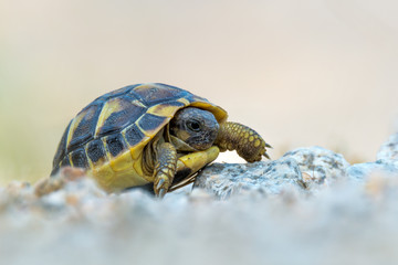 Hermann's tortoise