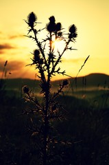 Tall thistle, dry grass silhouette , long stalks sunrise meadow