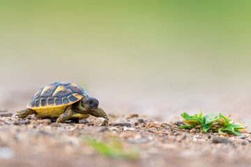 Hermann's tortoise