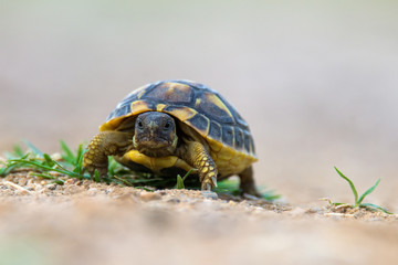 Fototapeta premium Hermann's tortoise