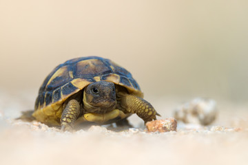 Hermann's tortoise