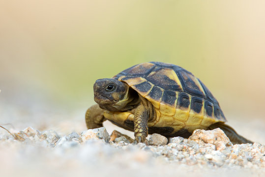Hermann's tortoise