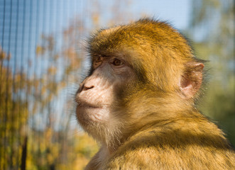 Obraz premium Macaque monkey