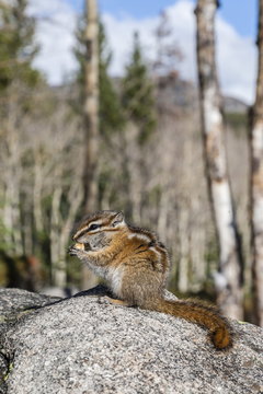 An adult golden-mantled ground squirrel (Callospermophilus lateralis) feeding, Rocky Mountain National Park, Colorado 