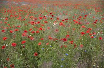 Fototapeta premium Mohnblumenwiese