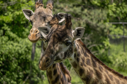 Two Giraffes eating