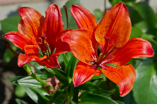 Fototapeta Red lily flowers in the garden.