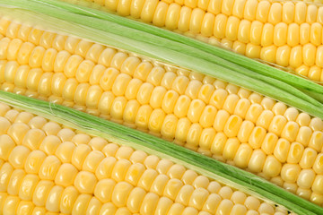 Background of corn cobs