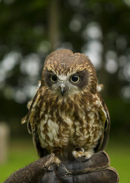 Western Screech Owl