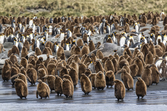 Adult king penguins and okum boy chicks (Aptenodytes patagonicus) heading to sea in Gold Harbor, South Georgia