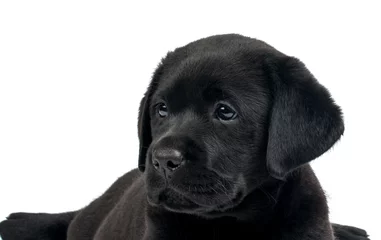 Rolgordijnen Black Labrador © ksena32