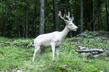 albino deer