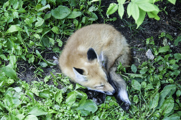 sleeping fox