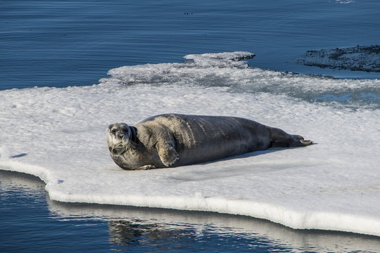 Ringed seal (Pusa hispida) lying on an ice floe, Arctic shelf, Svalbard, Arctic