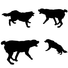 silhouette of dogs