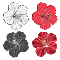 Hibiscus. Vector set of  hibiscus flowers  isolated. - obrazy, fototapety, plakaty