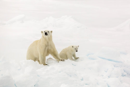 Mother and calf polar bear (Ursus maritimus) on first year sea ice in Olga Strait, near Edgeoya, Svalbard, Arctic