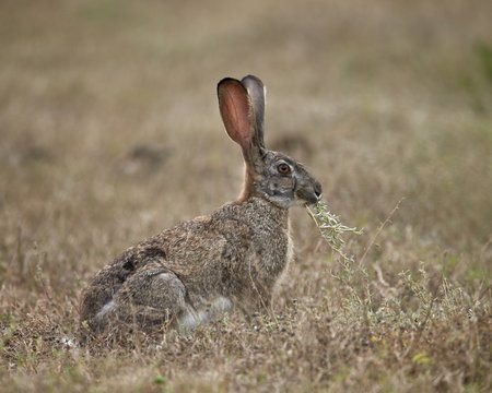 African hare (Cape hare) (brown hare) (Lepus capensis) eating, Addo Elephant National Park 