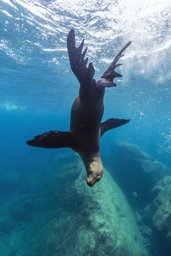 California sea lion (Zalophus californianus) underwater at Los Islotes, Baja California Sur, Mexico