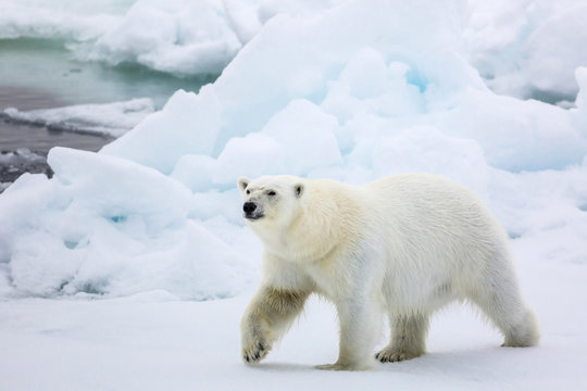 Adult polar bear (Ursus maritimus) on first year sea ice in Olga Strait, near Edgeoya, Svalbard, Arctic
