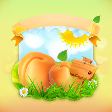 Fresh fruit label apricot, vector illustration background