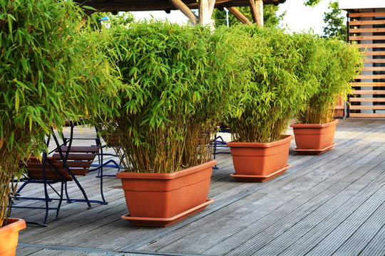 green bamboo in flowerpots