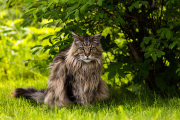 Naklejka na ściany i meble Maine Coon cat in outdoor environment summertime, sitting on green grass in shade of a tree.